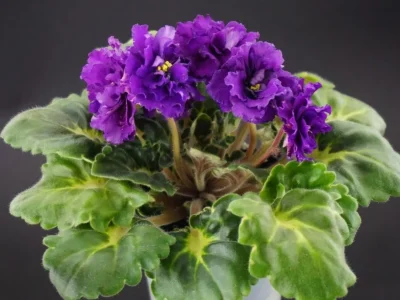 ЛФ-Лилия (Л.Федосеева)