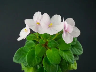 АВ-Первый День Весны (Фиалковод)