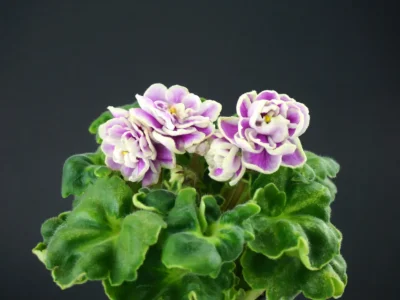 АВ-Варенье из Лепестков Роз (Фиалковод)