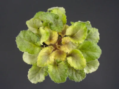 ОЛ-Краски Осени (О.Лобанкова)