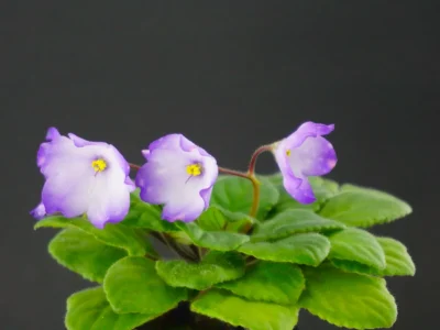 АГ-Лавандови Сутинки (А.Грачева)