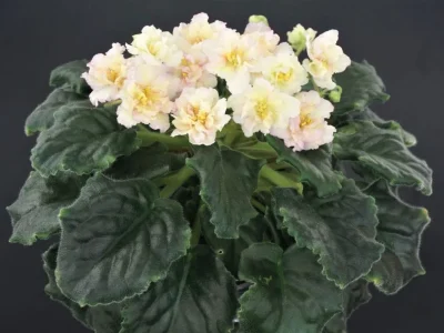 Ajohn's Winter Sun (A. Johansson)