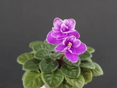 Dolores Royal Prince (D. Harrington)