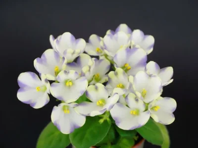 Марина Цветаева (А. Басенина)