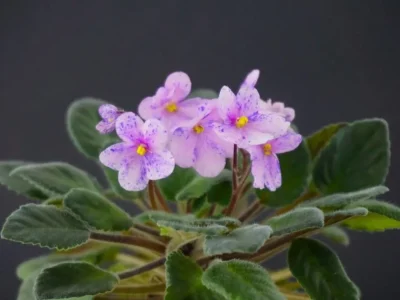 Н-Гурман (Н. Бердникова)