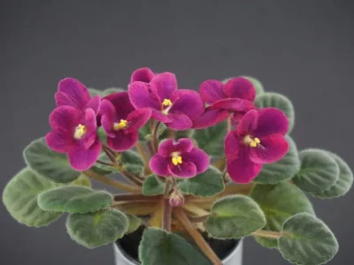 NDer-Щедрый Подарок (Н. Дерябина)