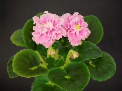 НК-Счастье Есть! (Н.Козак)