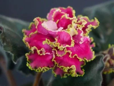 ПТ-Синдерелла (Т. Пугачёва)