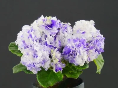 РС-Зелёная Лагуна (С. Репкина)