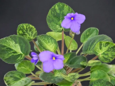 Tongwensis White Tiger