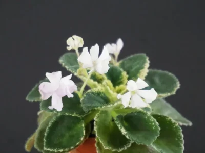 АВ-Бантики (Фиалковод)