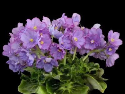 АВ-Девочка с Севера (Фиалковод)