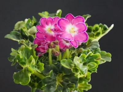 АВ-Фаберже (Фиалковод)