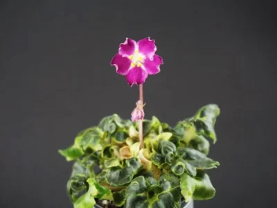 АВ-Птица Певчая (Фиалковод)