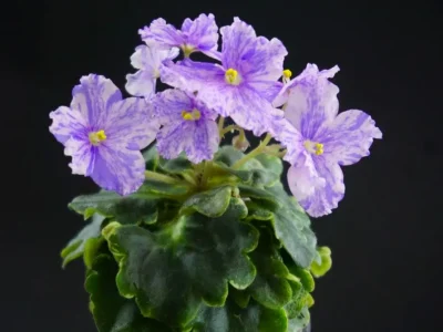 АВ-Рыбка Гуппи (Фиалковод)