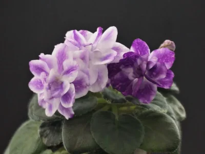 АВ-В Краю Единорогов (Фиалковод)