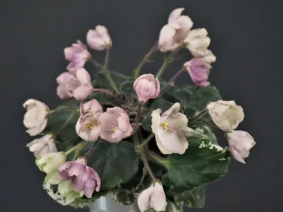 АВ-Вечность (Фиалковод)