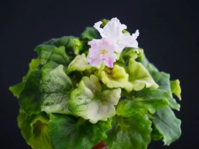 АВ-Время Чудес (Фиалковод)