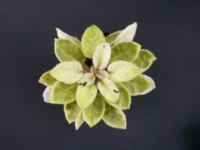 Дружба спорт от сорта ОК-Пояс Ориона (О.Кит)