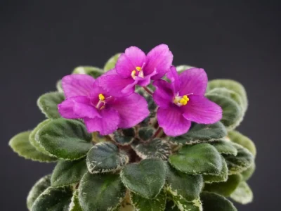 Н-Кармель (Н. Бердникова)