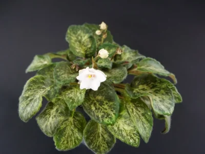 СВ-Город Верона (О. Емельянова)