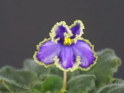 АН-Копеечка (Н. Андреева)