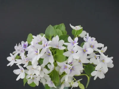 Broadway Star Trail (P. Sorano)