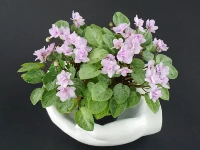 Серебряный Дождь (Ю. Коваленко)