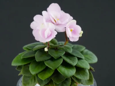 Hodss-Amelie (Я. Ходченко)