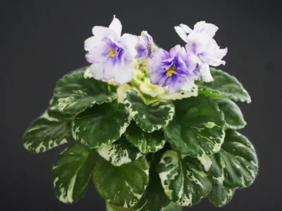 Hunter's Bedroom Eyes (K. Muzalewski)