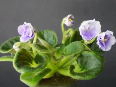 Hunter's Cowgirl (K. Muzalewski)