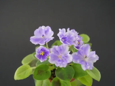 Hunter's Dreamer (K. Muzalewski)