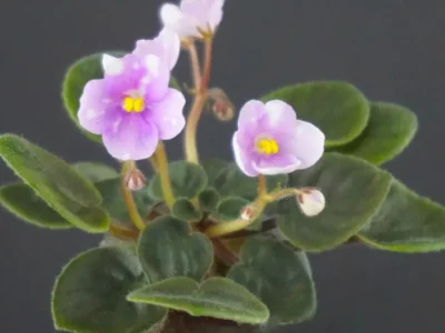 Hunter's Tie-Dye (K. Muzalewski)