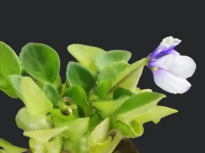 Hunter's Viper (K. Muzalewski)