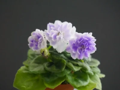 Hunter's Watch Her Strut (K. Muzalewski)