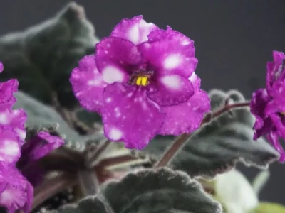 Hunter's Diamonds and Rubies (K. Muzalewski)