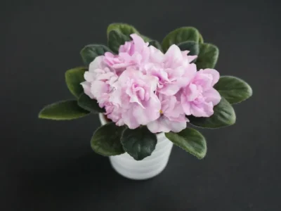 Hunter's Vertigo (K. Muzalewski)