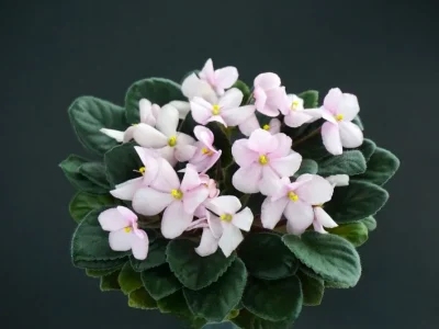 Jolly Lass (H. Pittman)