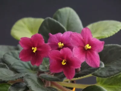 НК-Червоный Мак (Н. Козак)