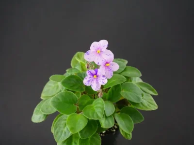 RS-Klad (S. Repkina)