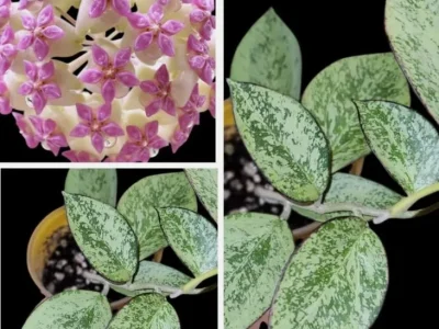 Hoya Icensis splash (Patcharawalai 023 splash)