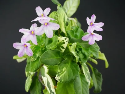 ТО-Солодка Павутинка (О. Татарчук)