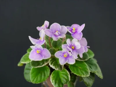 T'Ser-Space Flight (S. Tirdea )