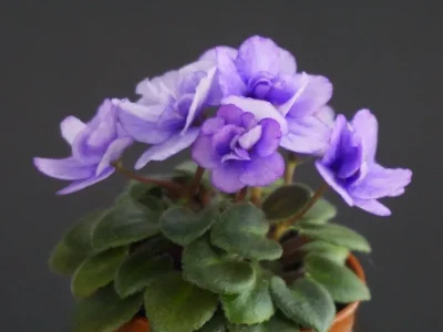 T'ser-Маленькое Чудо (S.Tirdea)