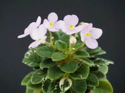 Wesley's Lucky Lass (W. Carter)