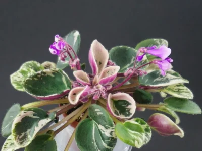 Wesley's Petulant Pixie (W. Carter)