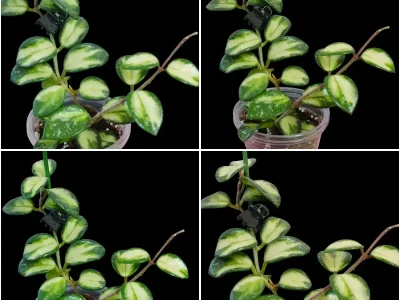 Hoya Mathilde variegata