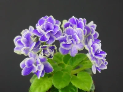 Glacier Bay (LLG/Sorano)