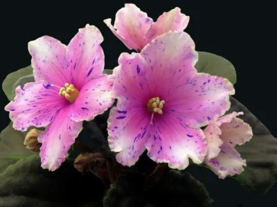 Humako Oriental Fantasy (Humako)