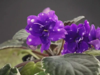 Hunter's Bulletproof (K. Muzalewski)